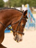 DSC01729 DSC01729