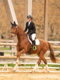 SGE06529 SGE06529