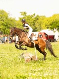 DSC01263 DSC01263