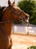 DSC03676 DSC03676