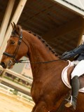 DSC06529 DSC06529