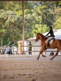 IMG_8217 IMG_8217
