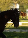 DSC08174 DSC08174