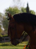 IMG_0229