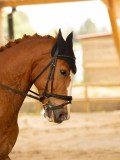 DSC07639 DSC07639