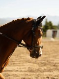 DSC05157 DSC05157