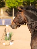 DSC03782 DSC03782