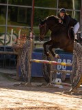 DSC03928 DSC03928