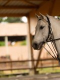 DSC07178 DSC07178