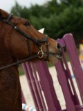 DSC04758 DSC04758
