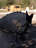 DSC01519 DSC01519