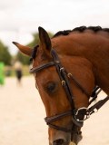 DSC03565 DSC03565