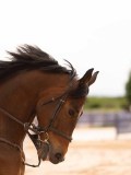 DSC02860 DSC02860