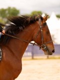 DSC01545 DSC01545