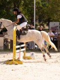 DSC08559 DSC08559