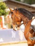 DSC04229 DSC04229